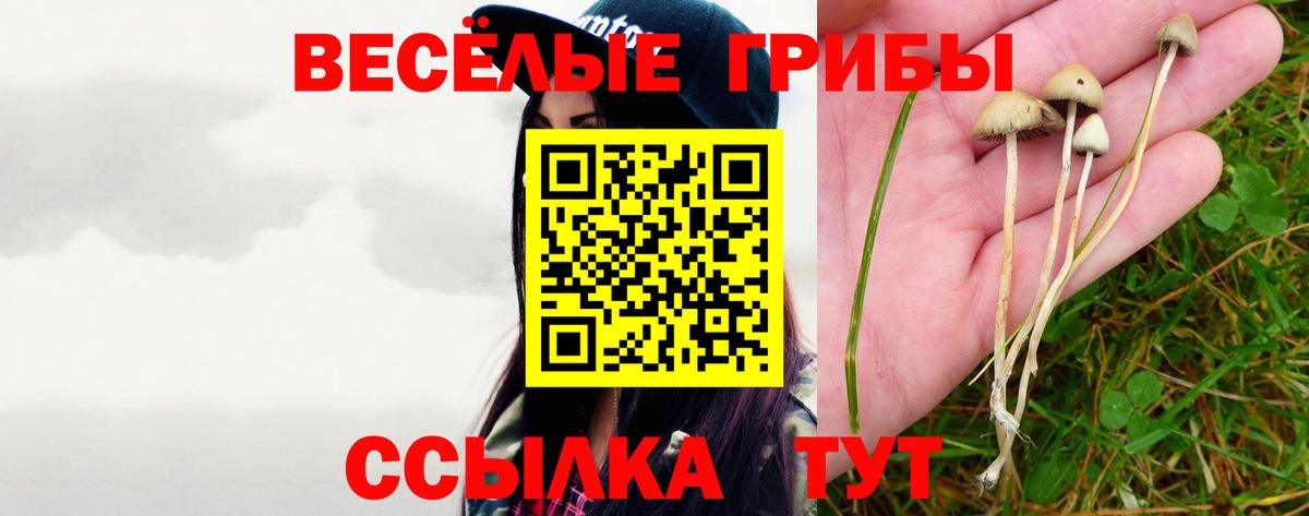 Псилоцибиновые грибы Psilocybe  Псилоцибиновые грибы прущие грибы  Берёзовский  Вход с VPN 